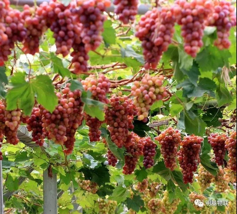 葡萄种植中水肥一体化技术的应用分析